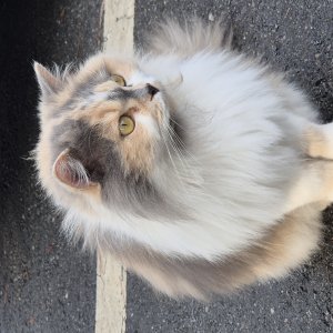 고양이 주인을 찾습니다 고양이 전단지