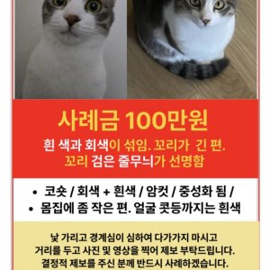 고양이 실종 코리아쇼트헤어 서울특별시 영등포구