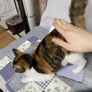 고양이 실종 코리아쇼트헤어 대구광역시 달서구