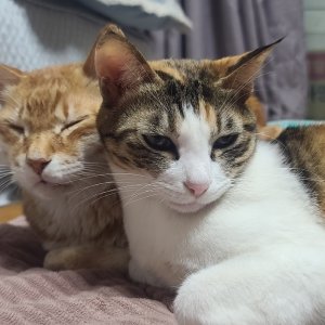 고양이를 찾습니다 고양이 전단지