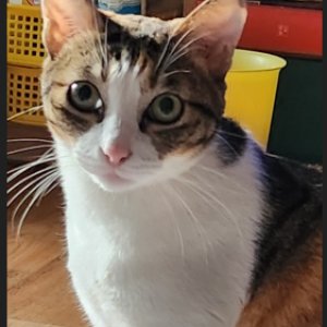고양이를 찾습니다 고양이 전단지