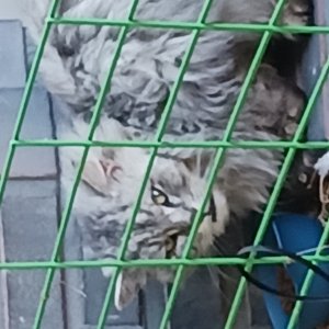 고양이 목격 페르시안 충청북도 청주시 서원구