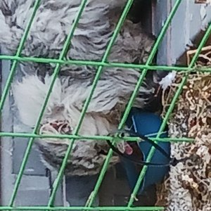 고양이 주인을 찾습니다 고양이 전단지