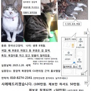 고양이 실종 코리아쇼트헤어 인천광역시 부평구