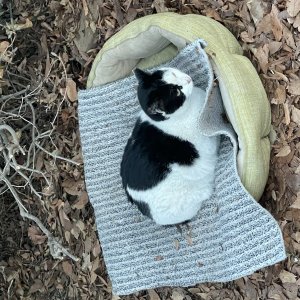 고양이를 찾습니다 고양이 전단지