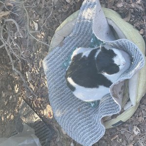 고양이 실종 코리아쇼트헤어 서울특별시 송파구