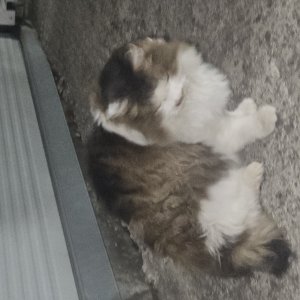 고양이 주인을 찾습니다 고양이 전단지
