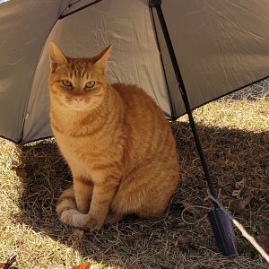 고양이 실종 코리아쇼트헤어 강원도 홍천군