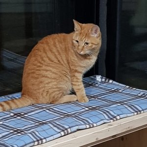 고양이를 찾습니다 고양이 전단지