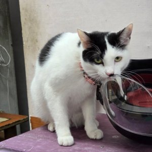 고양이 실종 기타묘종 서울특별시 영등포구