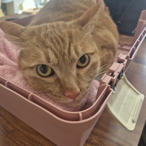고양이 실종 기타묘종 경기도 이천시