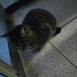 고양이 목격 코리아쇼트헤어 서울특별시 노원구