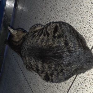 고양이 주인을 찾습니다 고양이 전단지