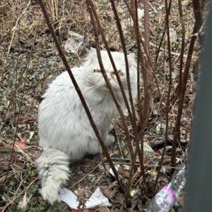 고양이 목격 브리티시롱헤어 전라남도 여수시