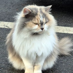고양이 목격 친칠라캣 경기도 오산시
