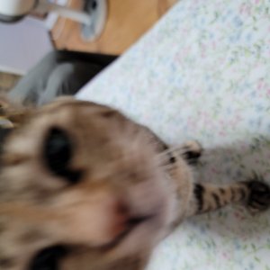 고양이 실종 코리아쇼트헤어 부산광역시 수영구