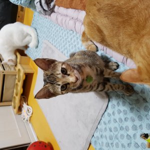 고양이를 찾습니다 고양이 전단지