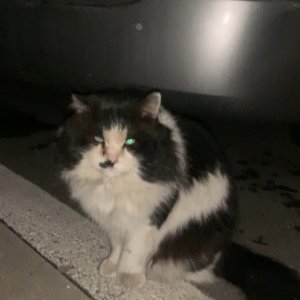고양이 목격 기타묘종 경기도 이천시
