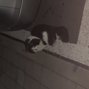 고양이 주인을 찾습니다 고양이 전단지