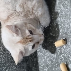 고양이 주인을 찾습니다 고양이 전단지