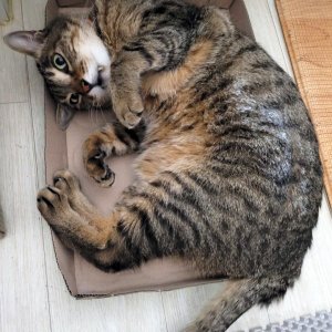 고양이를 찾습니다 고양이 전단지