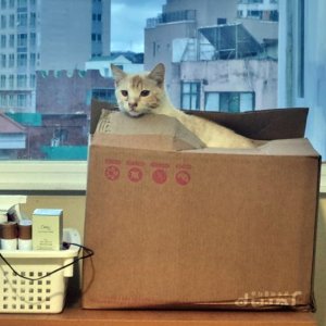 고양이 목격 기타묘종 경상남도 창원시 의창구