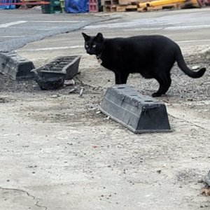 고양이 목격 기타묘종 경기도 화성시