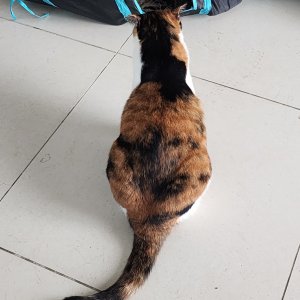 고양이를 찾습니다 고양이 전단지
