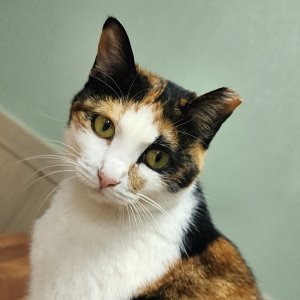 고양이 실종 코리아쇼트헤어 전라북도 부안군