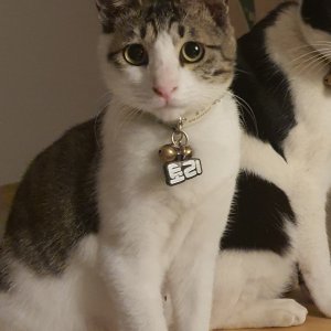 고양이 실종 코리아쇼트헤어 경기도 안성시