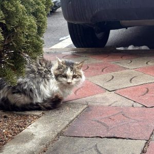 고양이를 찾습니다 고양이 전단지