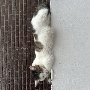 고양이를 찾습니다 고양이 전단지