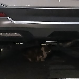 고양이 주인을 찾습니다 고양이 전단지