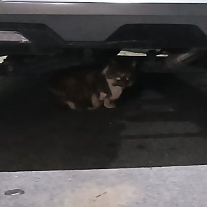 고양이 목격 기타묘종 강원도 원주시
