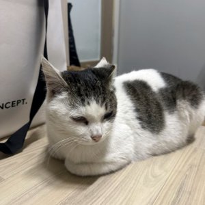 고양이 실종 기타묘종 울산광역시 중구