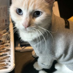 고양이 실종 터키시앙고라 경기도 광주시