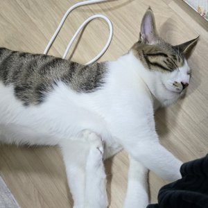 고양이를 찾습니다 고양이 전단지