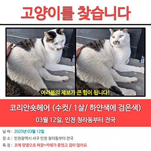 고양이 실종 코리아쇼트헤어 인천광역시 서구