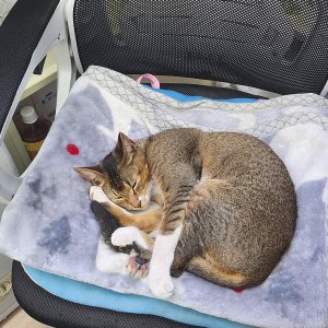 고양이 주인을 찾습니다 고양이 전단지
