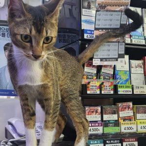 고양이 구조 믹스묘 충청남도 아산시