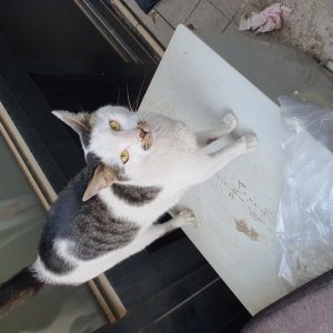 고양이를 찾습니다 고양이 전단지