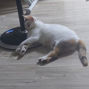 고양이를 찾습니다 고양이 전단지