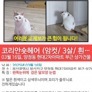 고양이 실종 코리아쇼트헤어 부산광역시 부산진구