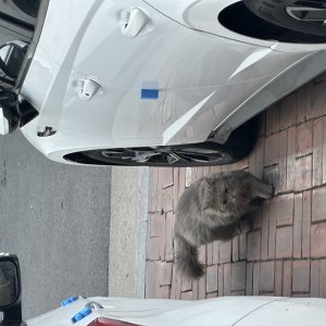 고양이 주인을 찾습니다 고양이 전단지