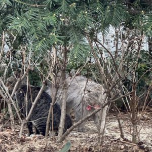 고양이 목격 기타묘종 대구광역시 북구