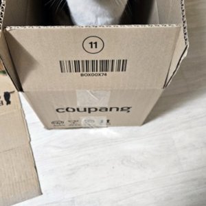 고양이를 찾습니다 고양이 전단지
