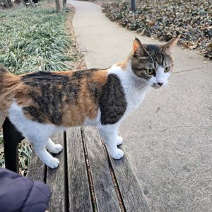 고양이 실종 아메리칸쇼트헤어 대구광역시 달서구