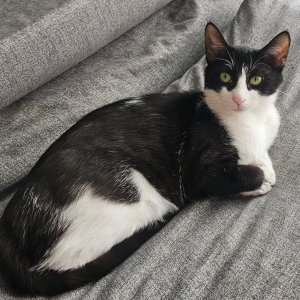 고양이 실종 코리아쇼트헤어 대구광역시 달서구