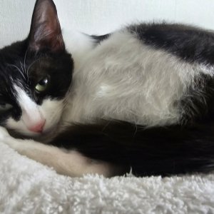 고양이를 찾습니다 고양이 전단지