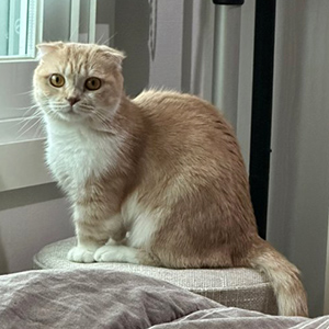 고양이 실종 먼치킨 대전광역시 중구